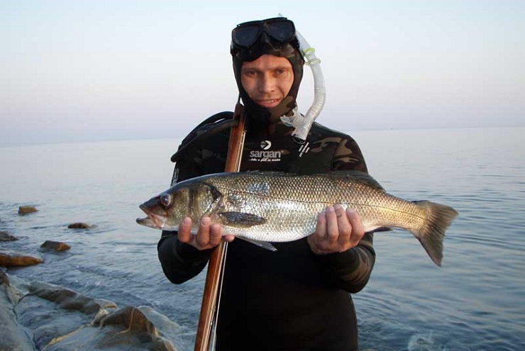 Морской волк (сибас): описание, внешний вид, полезные свойства, использование в кулинарии и ловля