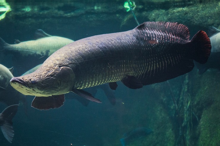 Арапаима гигас: общие сведения о рыбе arapaima, особенности размножения пираруку, рацион питания