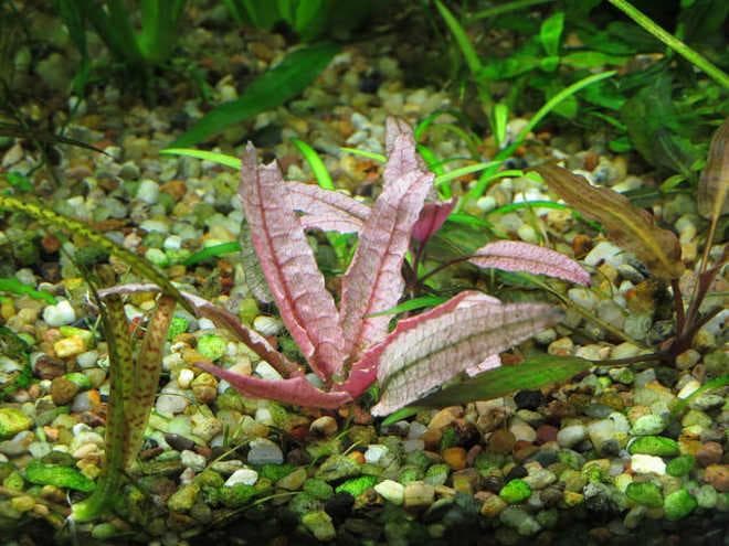 Криптокорина вендта (cryptocoryne wendtii): виды (зеленая, коричневая, браун, тропика), содержание, объем аквариума, температура, подкормка, размножение, дизайн, совместимость