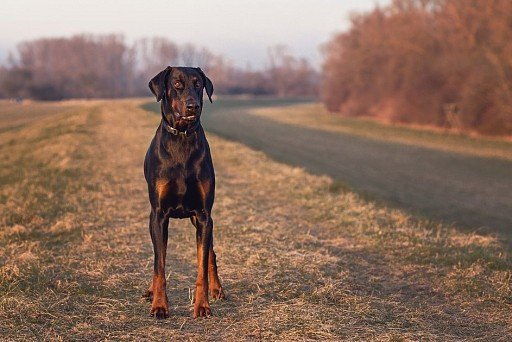 Доберман: все о собаке, фото, описание породы, характер, цена