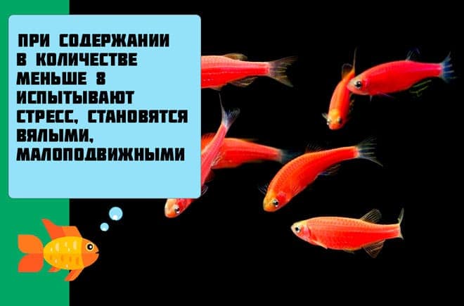 Данио розовый: размножение, содержание и уход аквариумной рыбки в домашних условиях, нерест в общем аквариуме, отличия самки от самца, болезни, фото, описание, цена, отзывы, мальки, кормление, параметры воды