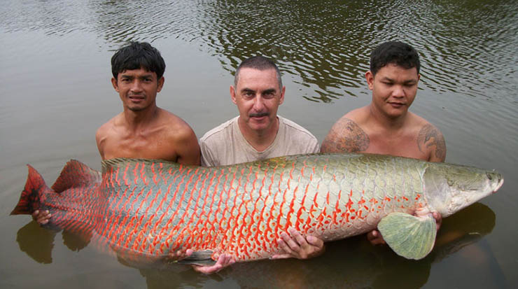 Арапаима гигас: общие сведения о рыбе arapaima, особенности размножения пираруку, рацион питания