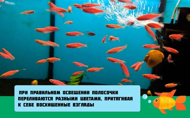 Данио розовый: размножение, содержание и уход аквариумной рыбки в домашних условиях, нерест в общем аквариуме, отличия самки от самца, болезни, фото, описание, цена, отзывы, мальки, кормление, параметры воды