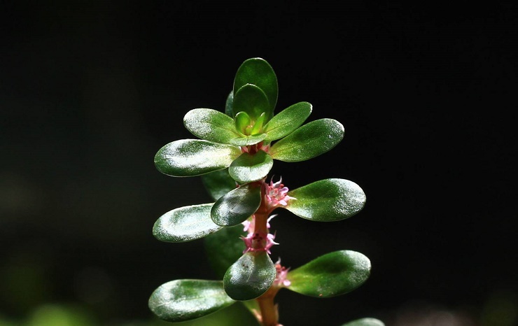 Ротала индика: содержание и уход за аквариумным растением, виды Rotala