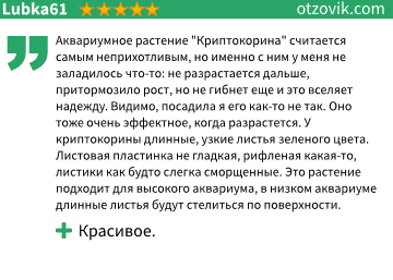 Криптокорина вендта (cryptocoryne wendtii): виды (зеленая, коричневая, браун, тропика), содержание, объем аквариума, температура, подкормка, размножение, дизайн, совместимость