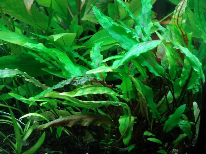 Криптокорина вендта (cryptocoryne wendtii): виды (зеленая, коричневая, браун, тропика), содержание, объем аквариума, температура, подкормка, размножение, дизайн, совместимость