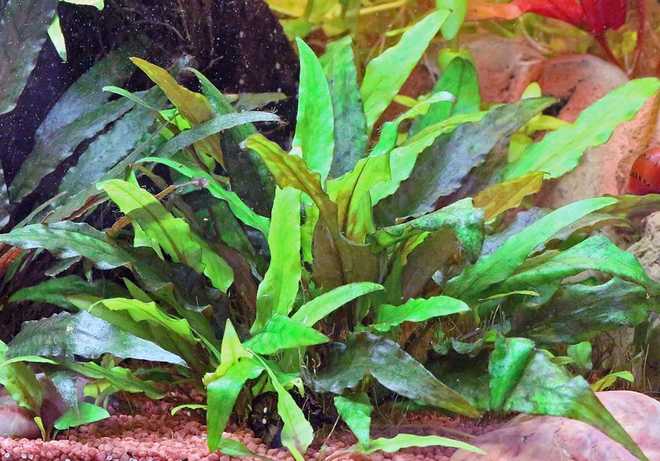 Криптокорина вендта (cryptocoryne wendtii): виды (зеленая, коричневая, браун, тропика), содержание, объем аквариума, температура, подкормка, размножение, дизайн, совместимость