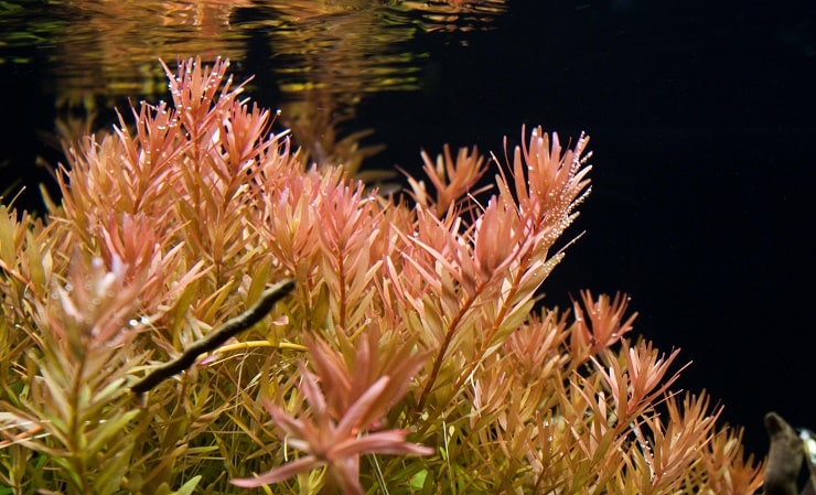 Ротала индика: содержание и уход за аквариумным растением, виды Rotala