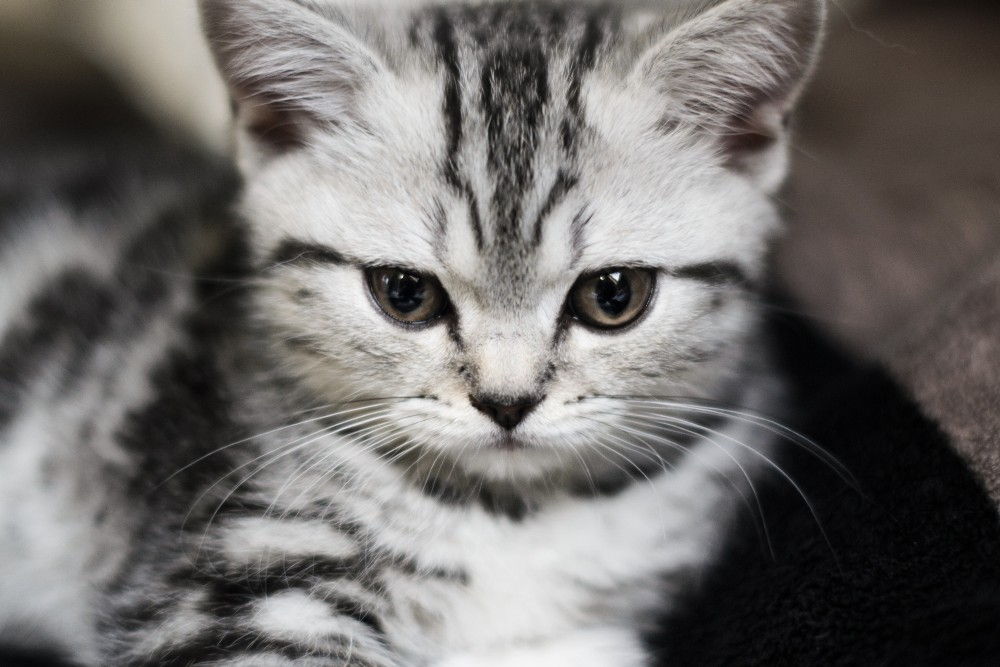 Имя для кота мальчика серого цвета. Красивое имя для кошки полосатой. Кошачьи имена для котов мальчиков. Красивые котята мальчики. Кличка для кота мальчика серого цвета.