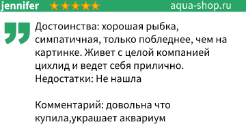 Фронтоза: содержание, виды (бурунди, кавала), уход, кормление, совместимость, размножение, отзывы, болезни