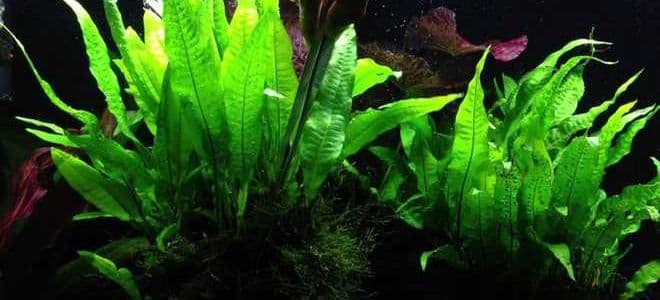 Криптокорина вендта (cryptocoryne wendtii): виды (зеленая, коричневая, браун, тропика), содержание, объем аквариума, температура, подкормка, размножение, дизайн, совместимость