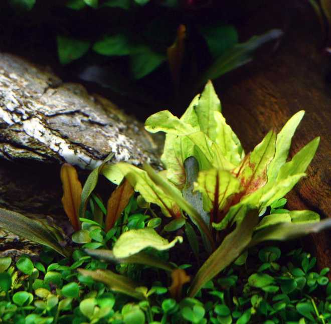 Криптокорина вендта (cryptocoryne wendtii): виды (зеленая, коричневая, браун, тропика), содержание, объем аквариума, температура, подкормка, размножение, дизайн, совместимость