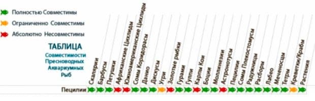 Рыбка пецилия: содержание, уход, виды аквариумной (баллон, черная, красная, редиска, дисковая), совместимость