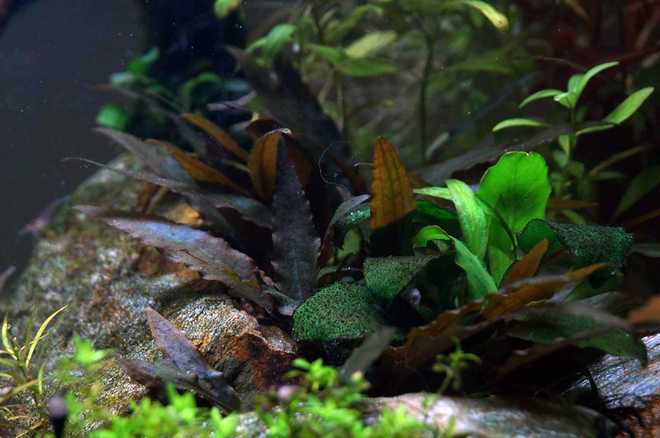 Криптокорина вендта (cryptocoryne wendtii): виды (зеленая, коричневая, браун, тропика), содержание, объем аквариума, температура, подкормка, размножение, дизайн, совместимость