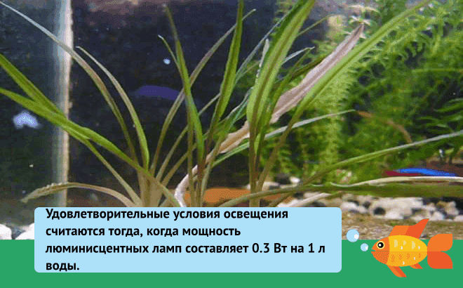 Криптокорина вендта (cryptocoryne wendtii): виды (зеленая, коричневая, браун, тропика), содержание, объем аквариума, температура, подкормка, размножение, дизайн, совместимость