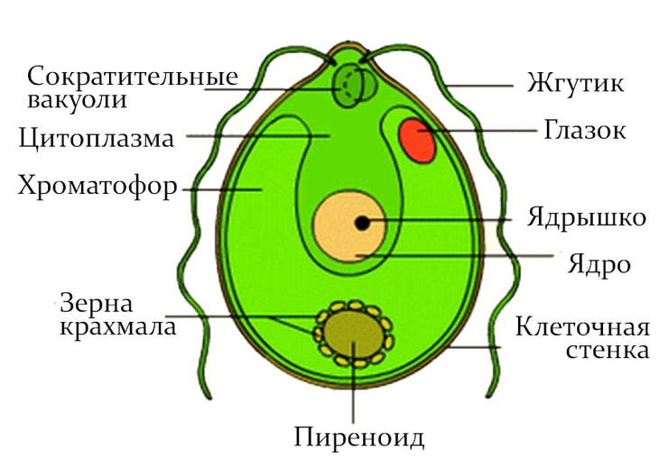 Хламидомонада: где обитает зеленая водоросль и чем питается, способ размножения