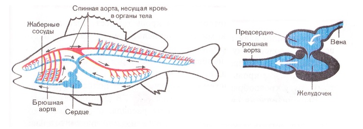 Какое сердце у рыб: строение, кровь и система кровообращения