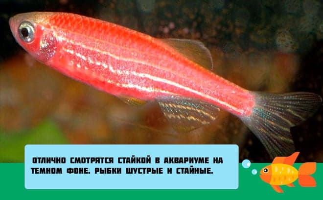 Данио розовый: размножение, содержание и уход аквариумной рыбки в домашних условиях, нерест в общем аквариуме, отличия самки от самца, болезни, фото, описание, цена, отзывы, мальки, кормление, параметры воды