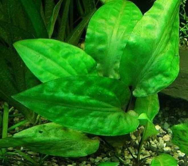 Криптокорина вендта (cryptocoryne wendtii): виды (зеленая, коричневая, браун, тропика), содержание, объем аквариума, температура, подкормка, размножение, дизайн, совместимость