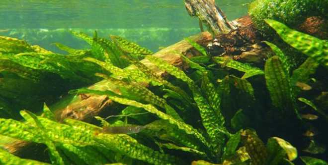 Криптокорина вендта (cryptocoryne wendtii): виды (зеленая, коричневая, браун, тропика), содержание, объем аквариума, температура, подкормка, размножение, дизайн, совместимость