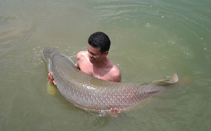 Арапаима гигас: общие сведения о рыбе arapaima, особенности размножения пираруку, рацион питания