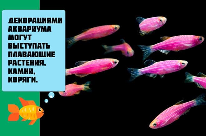 Данио розовый: размножение, содержание и уход аквариумной рыбки в домашних условиях, нерест в общем аквариуме, отличия самки от самца, болезни, фото, описание, цена, отзывы, мальки, кормление, параметры воды