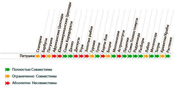Петушок совместимость с другими рыбками: с кем уживаются, кого можно подселить (сомики, неоны) в аквариум, таблица