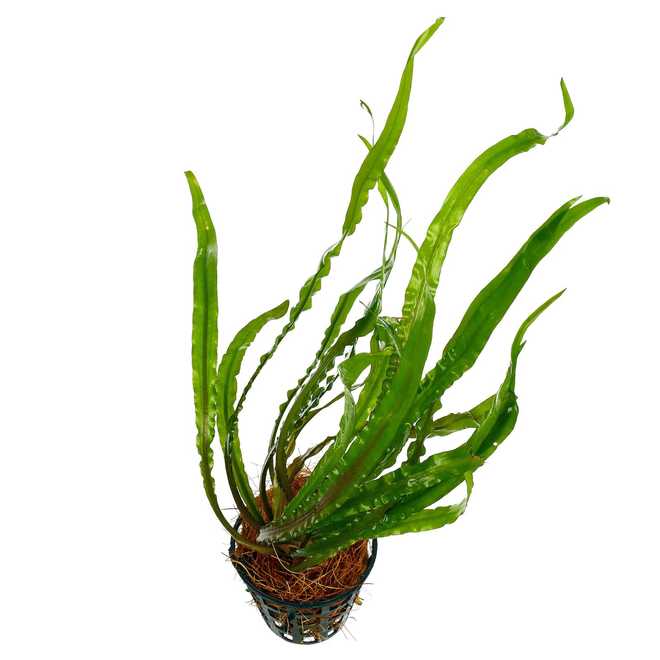 Криптокорина вендта (cryptocoryne wendtii): виды (зеленая, коричневая, браун, тропика), содержание, объем аквариума, температура, подкормка, размножение, дизайн, совместимость