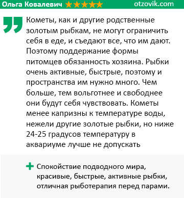 Рыбка комета (золотая аквариумная рыбка): виды (ситцевая, красная, черная, желтая), как отличить самца от самки, содержание, фото, размножение