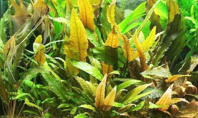 Криптокорина вендта (cryptocoryne wendtii): виды (зеленая, коричневая, браун, тропика), содержание, объем аквариума, температура, подкормка, размножение, дизайн, совместимость