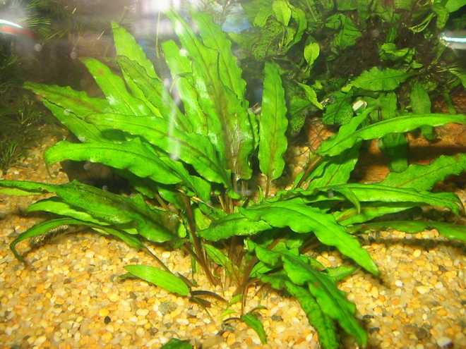 Криптокорина вендта (cryptocoryne wendtii): виды (зеленая, коричневая, браун, тропика), содержание, объем аквариума, температура, подкормка, размножение, дизайн, совместимость