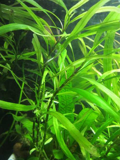 Криптокорина вендта (cryptocoryne wendtii): виды (зеленая, коричневая, браун, тропика), содержание, объем аквариума, температура, подкормка, размножение, дизайн, совместимость