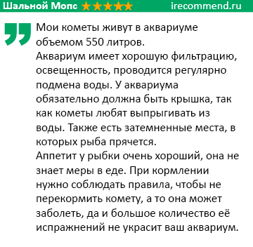 Рыбка комета (золотая аквариумная рыбка): виды (ситцевая, красная, черная, желтая), как отличить самца от самки, содержание, фото, размножение