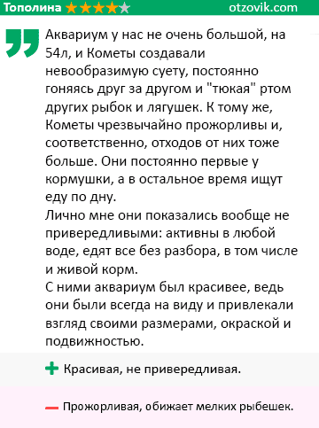 Рыбка комета (золотая аквариумная рыбка): виды (ситцевая, красная, черная, желтая), как отличить самца от самки, содержание, фото, размножение