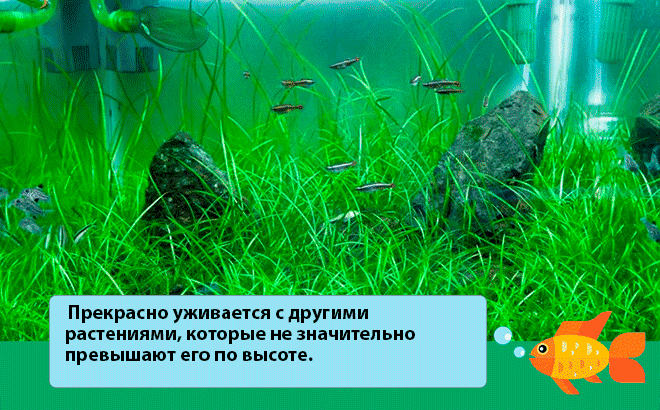 Эхинодорус нежный: виды (рубра, большой, блехера), содержание, параметры воды, посадка, питание, совместимость, разведение