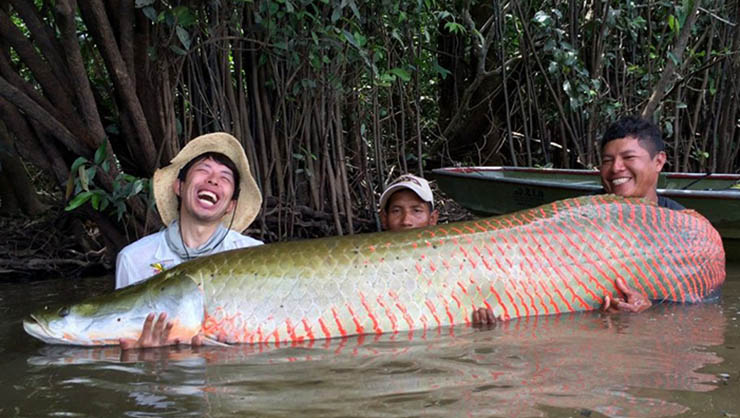 Арапаима гигас: общие сведения о рыбе arapaima, особенности размножения пираруку, рацион питания