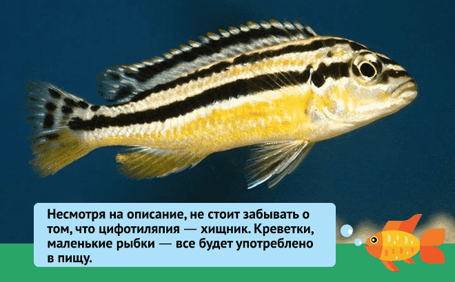 Фронтоза: содержание, виды (бурунди, кавала), уход, кормление, совместимость, размножение, отзывы, болезни