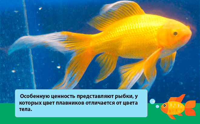 Рыбка комета (золотая аквариумная рыбка): виды (ситцевая, красная, черная, желтая), как отличить самца от самки, содержание, фото, размножение