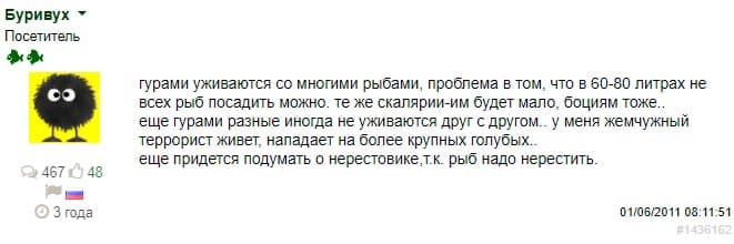 Гурами совместимость с другими рыбами в аквариуме (таблица с кем можно содержать и с кем живут, уживаются): гуппи, барбусы, петушок, неоны, сомик, меченосец, аквариумные золотые рыбки, скалярия, креветки, цихлиды, моллинезии, макроподы, лялиусы, тетры, радужницы, пецилии, данио, улитки, крабы, дискусы, астронотусы