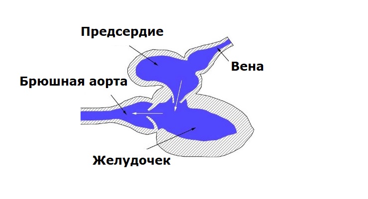 Какое сердце у рыб: строение, кровь и система кровообращения