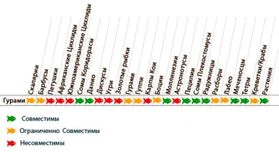 Гурами совместимость с другими рыбами в аквариуме (таблица с кем можно содержать и с кем живут, уживаются): гуппи, барбусы, петушок, неоны, сомик, меченосец, аквариумные золотые рыбки, скалярия, креветки, цихлиды, моллинезии, макроподы, лялиусы, тетры, радужницы, пецилии, данио, улитки, крабы, дискусы, астронотусы