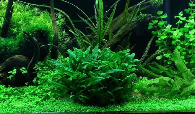 Криптокорина вендта (cryptocoryne wendtii): виды (зеленая, коричневая, браун, тропика), содержание, объем аквариума, температура, подкормка, размножение, дизайн, совместимость