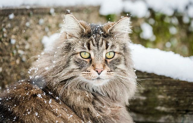 Норвежская лесная кошка: описание породы и характера