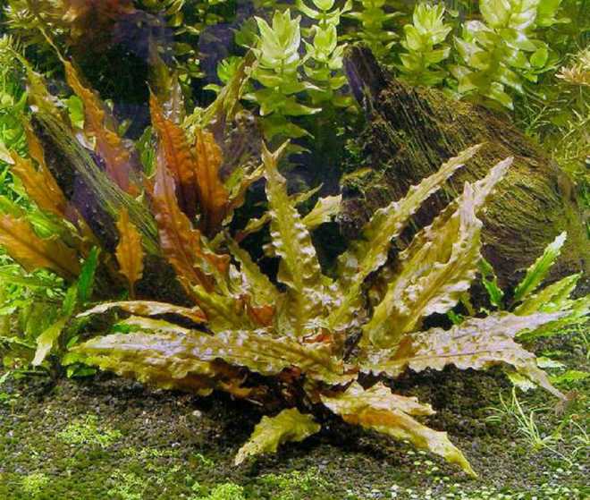 Криптокорина вендта (cryptocoryne wendtii): виды (зеленая, коричневая, браун, тропика), содержание, объем аквариума, температура, подкормка, размножение, дизайн, совместимость