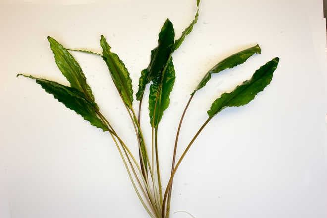 Криптокорина вендта (cryptocoryne wendtii): виды (зеленая, коричневая, браун, тропика), содержание, объем аквариума, температура, подкормка, размножение, дизайн, совместимость