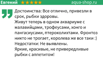 Фронтоза: содержание, виды (бурунди, кавала), уход, кормление, совместимость, размножение, отзывы, болезни