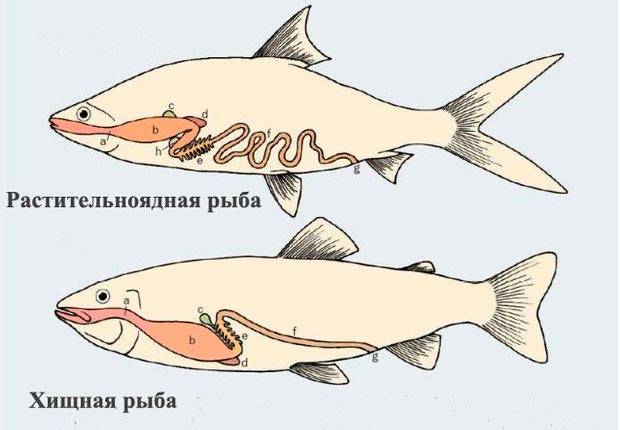 Как кормить рыб в аквариуме и сколько раз в день (как часто), как правильно и сколько корма