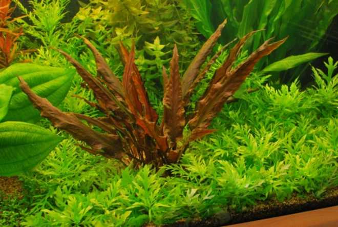 Криптокорина вендта (cryptocoryne wendtii): виды (зеленая, коричневая, браун, тропика), содержание, объем аквариума, температура, подкормка, размножение, дизайн, совместимость