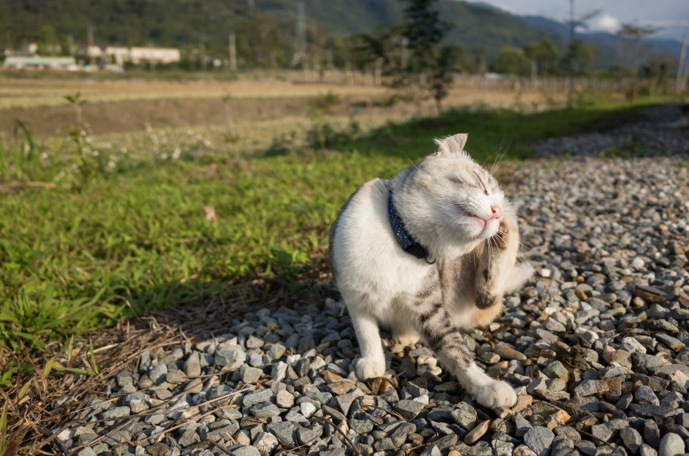 Блохастый кот. Котаха.